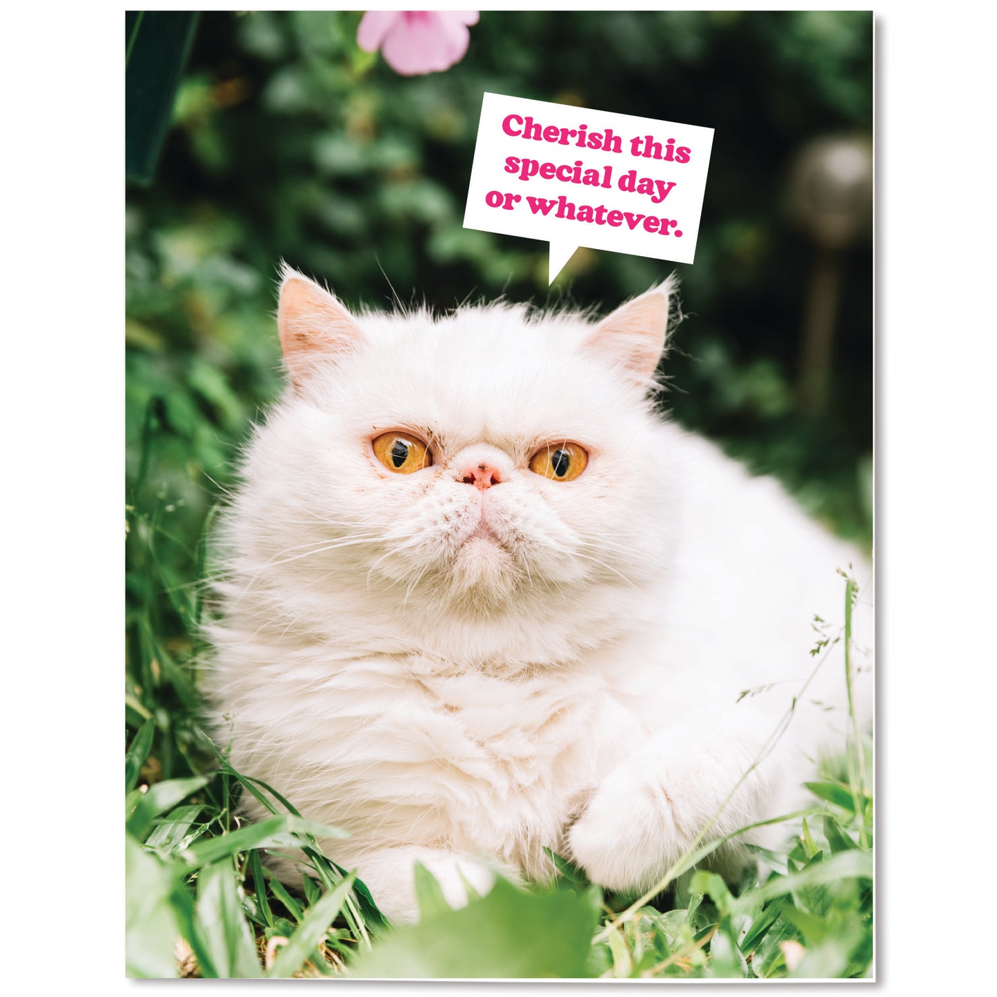 Cherish or Whatever Card