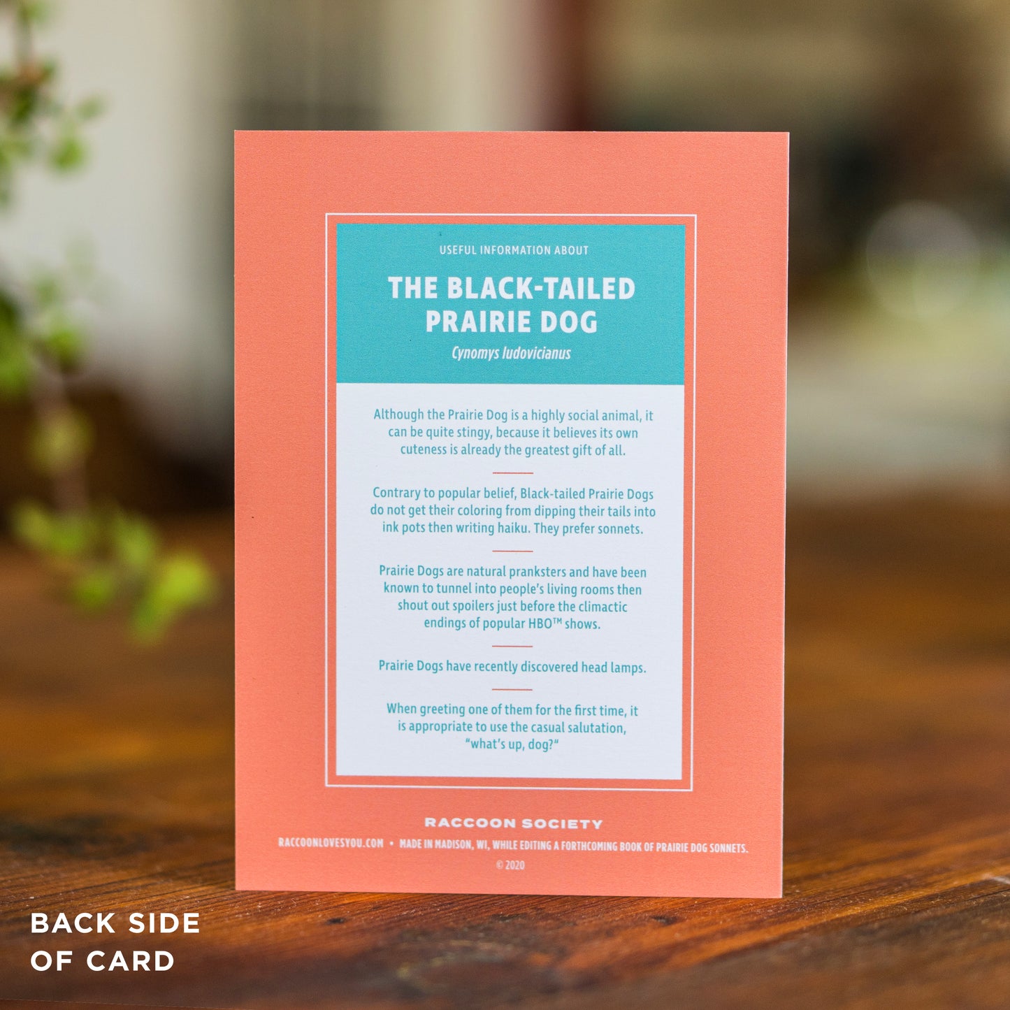 Thank You Card - Prairie Dogs